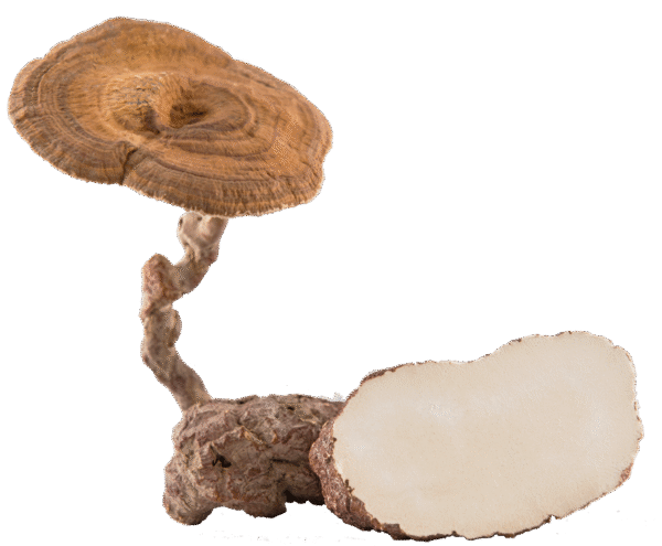 Tiger Milk Mushroom Powder