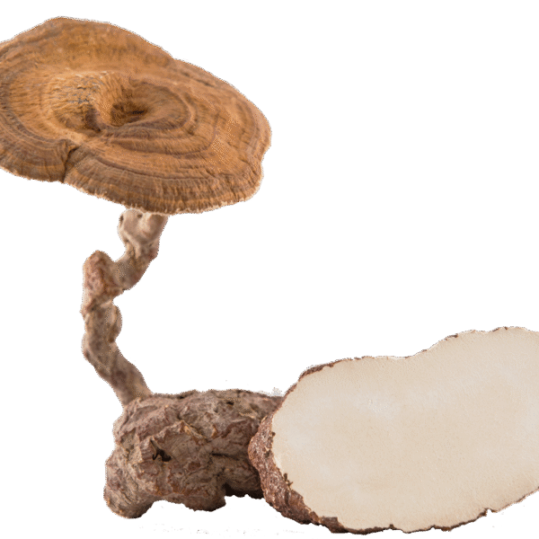 Tiger Milk Mushroom Powder