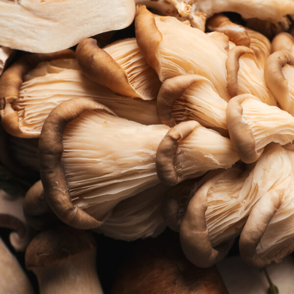 Maitake Mushroom Powder