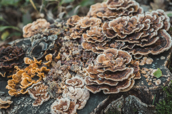 Chaga Mushroom Powder