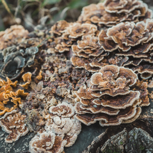 Chaga Mushroom Powder